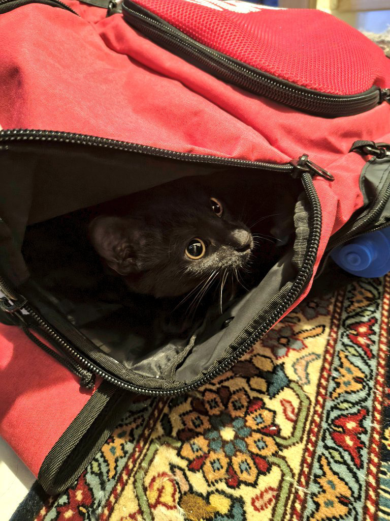 次男くんのバッグにこっそり侵入していた黒猫ラキくん