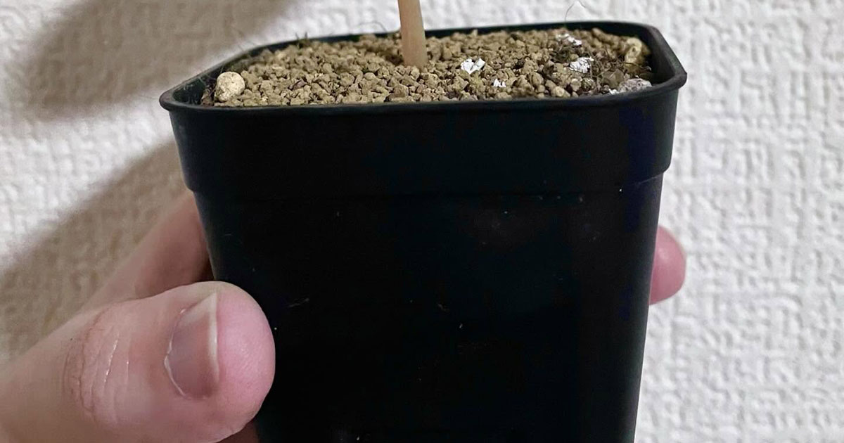 個性豊か！3580円の多肉植物に驚き