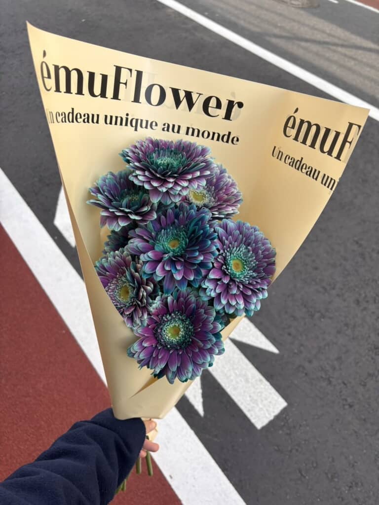 クジャクガーベラ