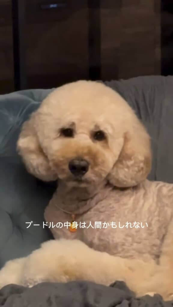 プードルの中身は人間かもしれない――ってそんなバカな？