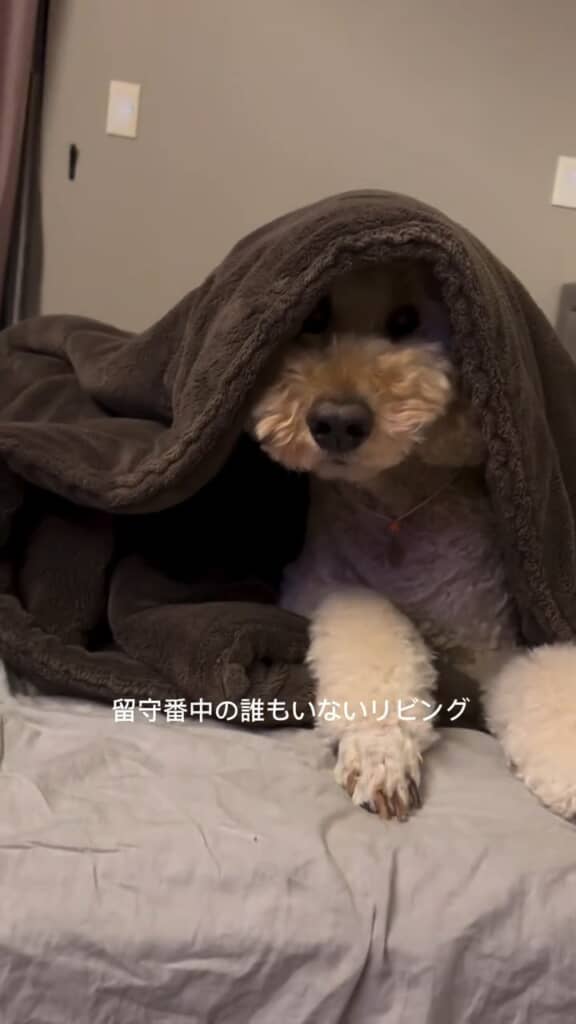 かわいいプードルが、飼い主の留守中に本性を……？