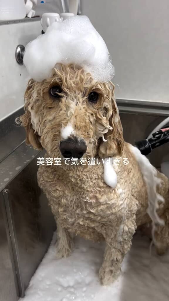 なんとなく美容師に申し訳なさそうな表情