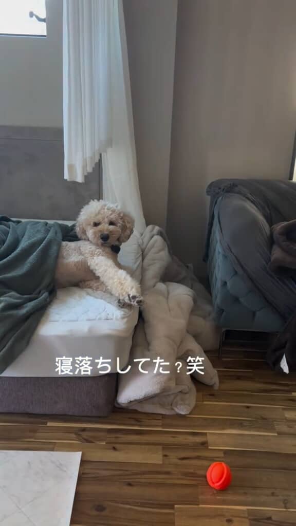 「お父さん寝てたでしょ」「寝てないよ！」みたいな