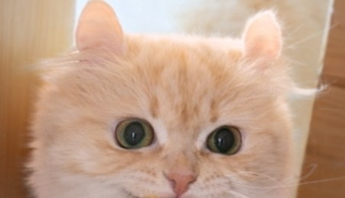 胃腸炎で寝込むママを“お見舞い”に来たうちの猫→くわえていたのは…… 「イヤーもう感動」「泣けますね」(1/3) | 猫 ねとらぼ