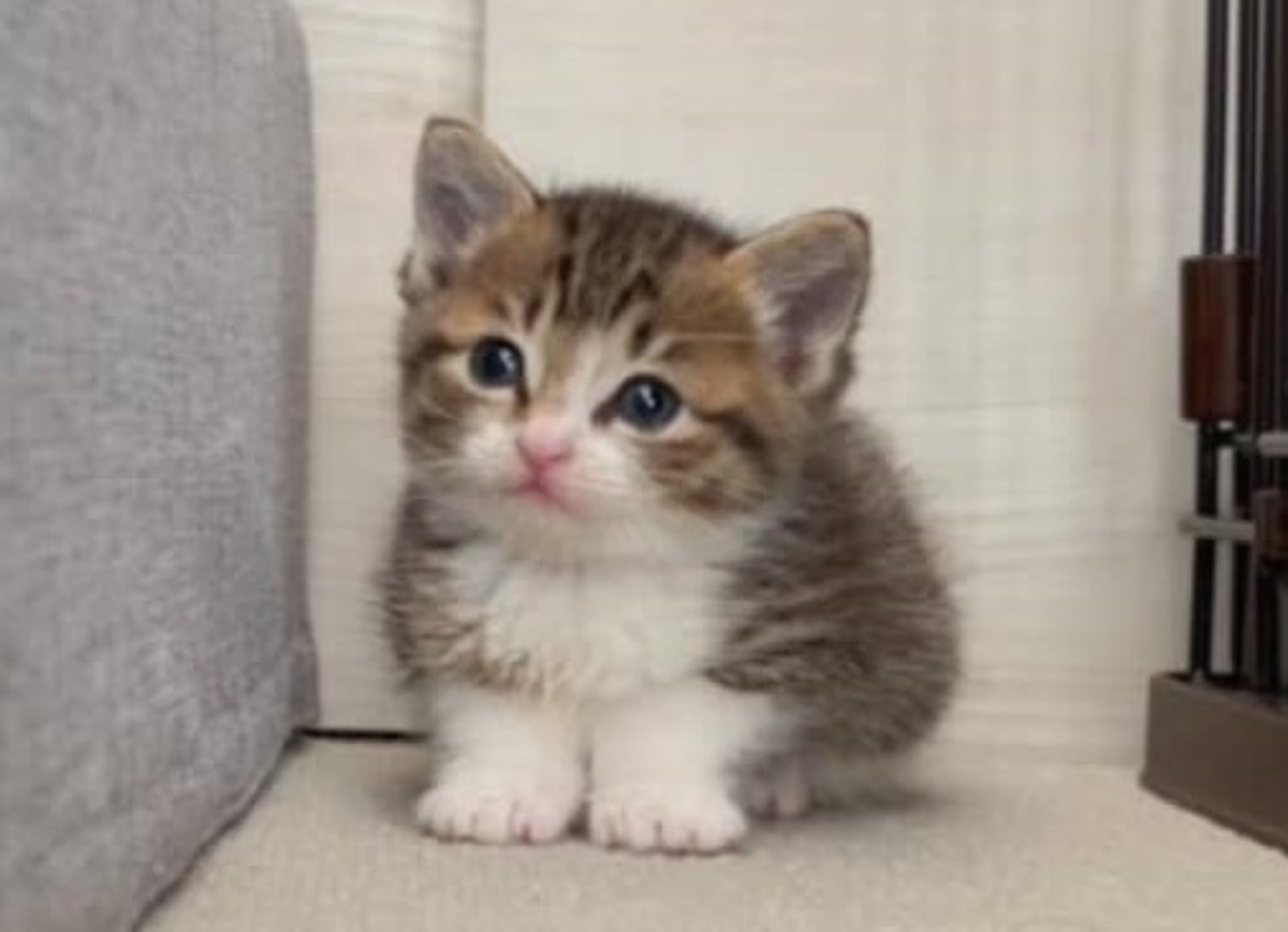 ミルクを求めて鳴いていた末っ子猫→数年後……　イケ猫に激変した“現在の姿”に「やばい」「あぁ～天使だぁ」（1/3） | 猫 ねとらぼ