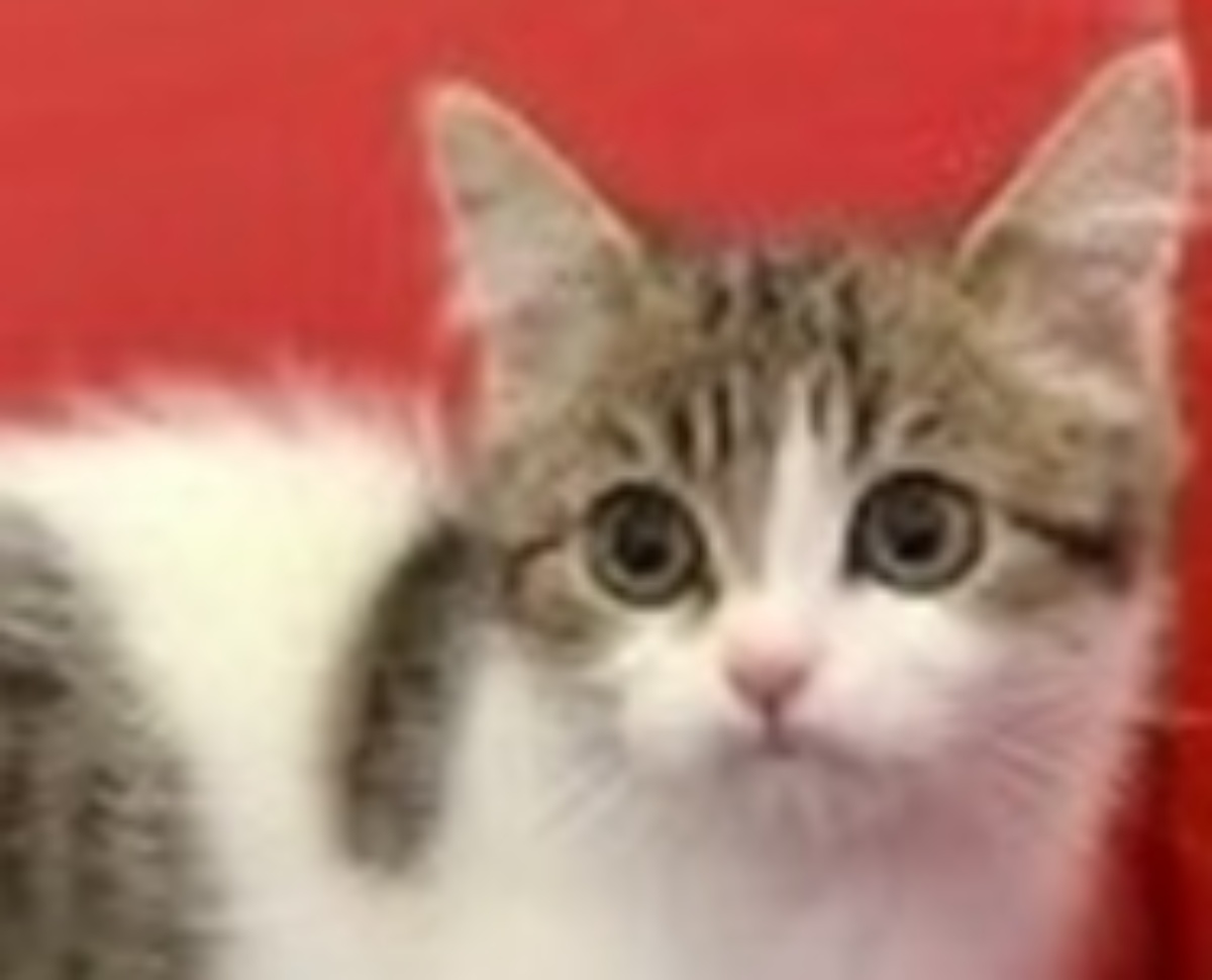 “ペットショップの売れ残り”だった子猫→成長すると……「ウワーッ」 大激変ビフォアフに「すーんごい美形」「残り物にはふくふく」(1/3) | 猫 ねとらぼ