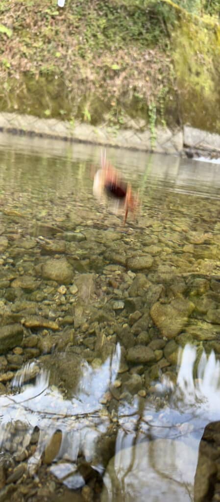 まさかのカニが正体！