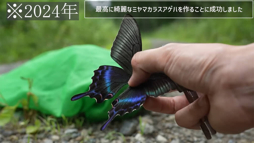北海道でミヤマカラスアゲハのメスを捕獲