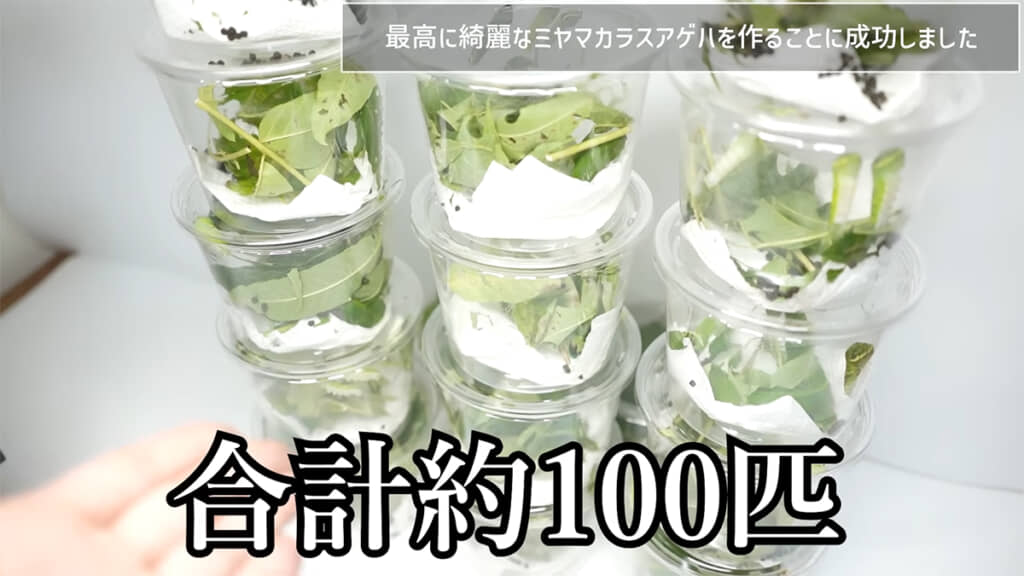 目の前のケースには100匹もの幼虫が