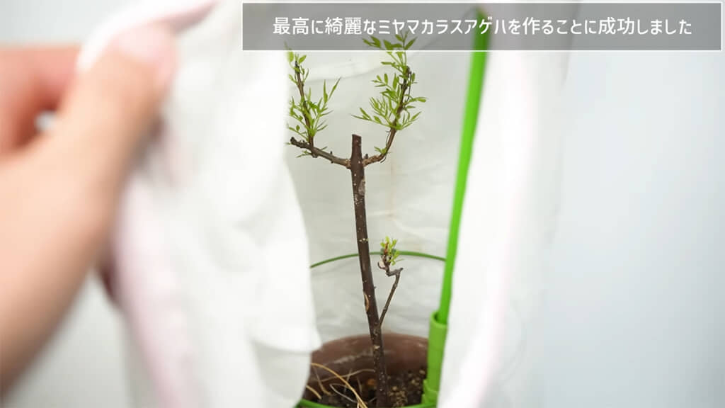 メスが安心して卵を産める採卵セットです