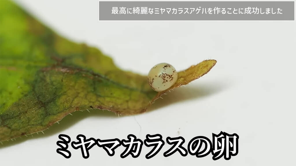 ミヤマカラスアゲハの有精卵