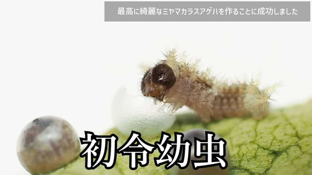 卵の殻を食べる初令幼虫