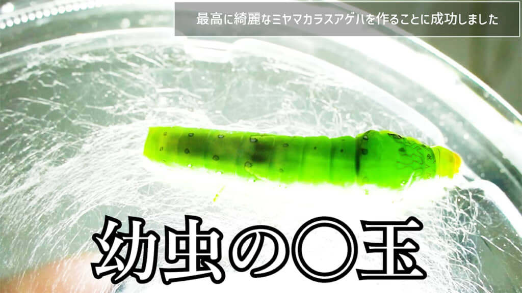 光を当てることで幼虫の性別を判断できます