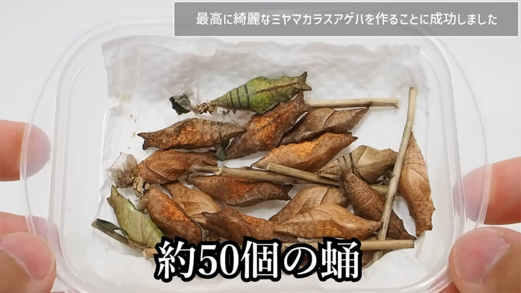100匹中50匹がサナギになりました