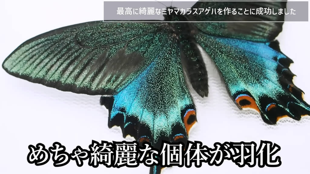 1匹目のミヤマカラスアゲハ