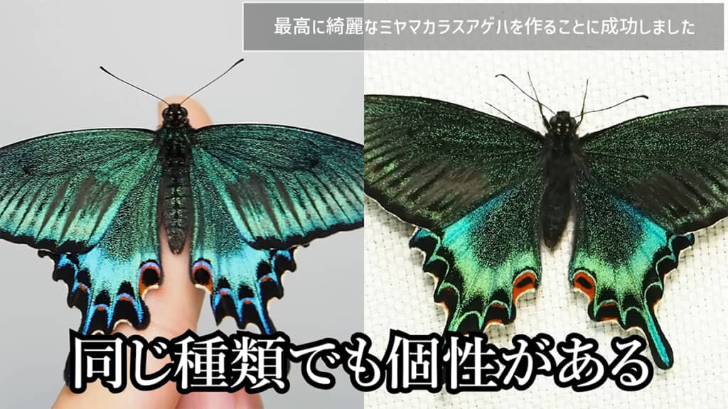 左が3匹目、右が2匹目。どちらも美しいです