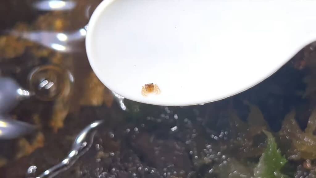 生後1カ月半のイエローウィッチャークラブの稚ガニ