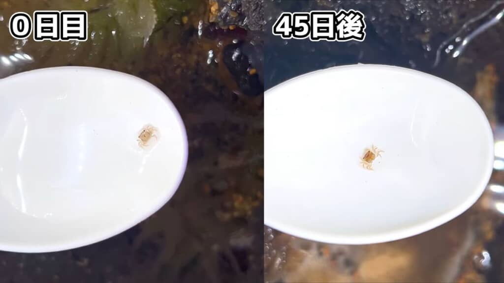 誕生直後と生後1カ月半のイエローウィッチャークラブの稚ガニ