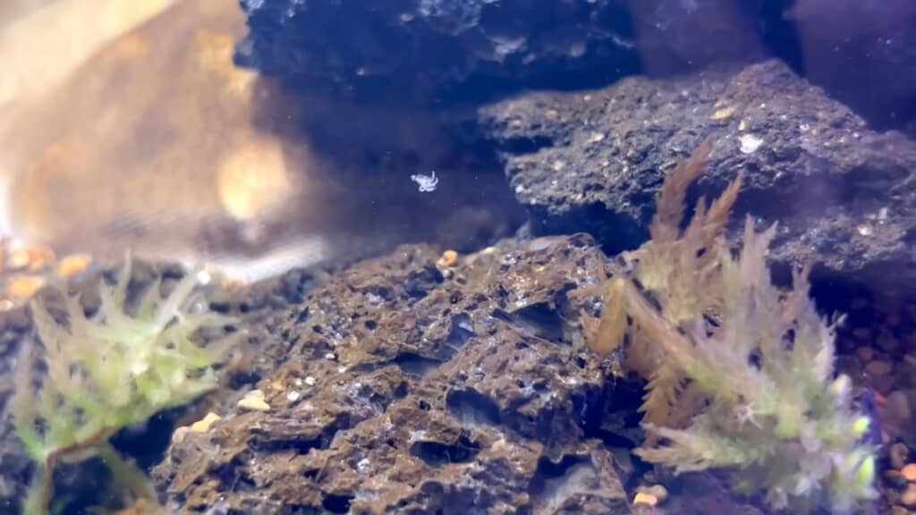 水槽内を漂う稚ガニが脱ぎ捨てた古い殻