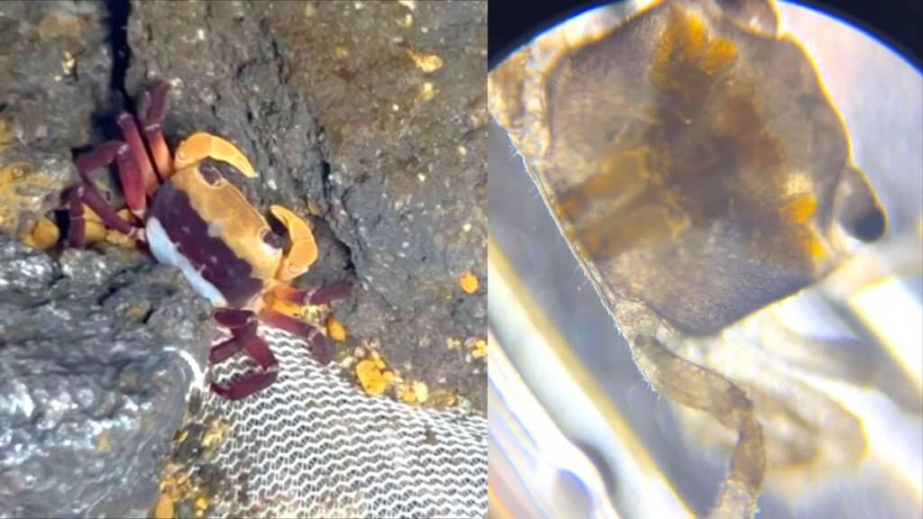 母ガニと稚ガニの模様を比較