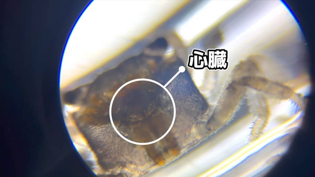稚ガニの心臓がある部位を丸で囲う