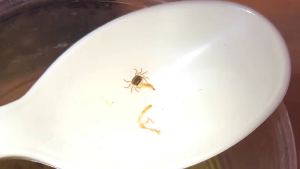 赤虫を食べる稚ガニ