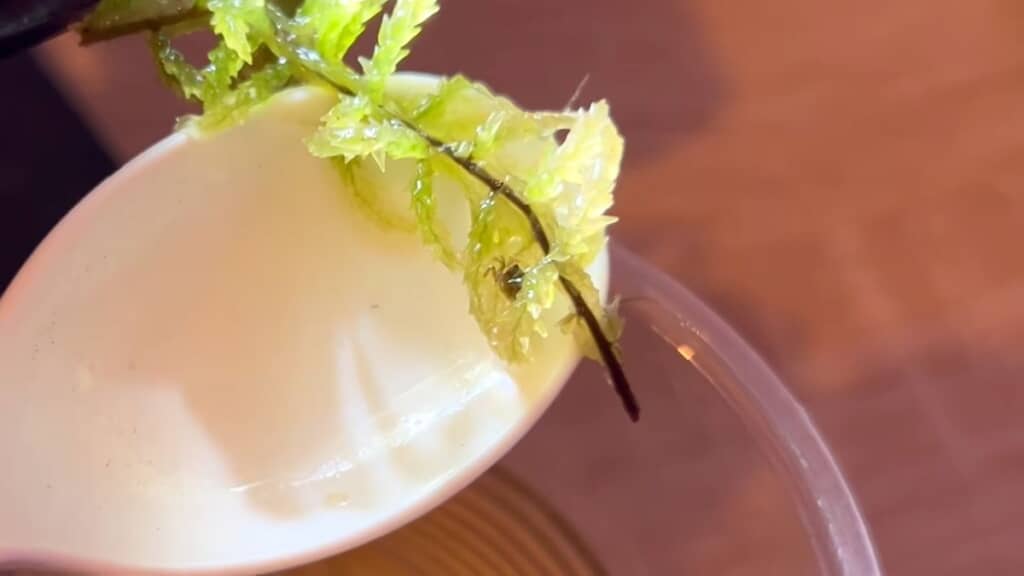 隔離ケース内の植物に身を隠している稚ガニ