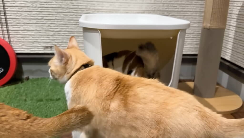 続々と猫ちゃんたちが集合