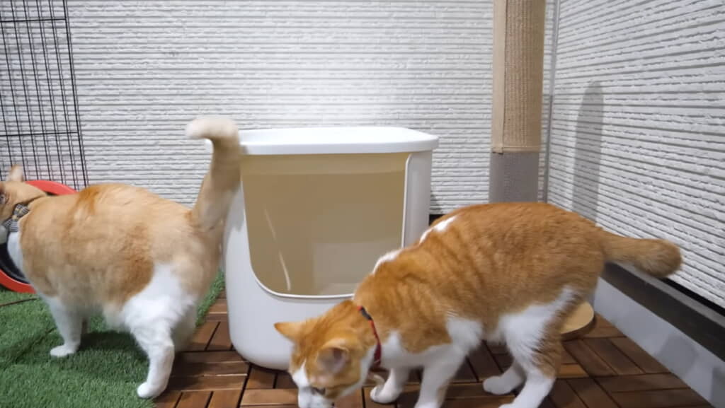 ロビンくんに怪しい動き