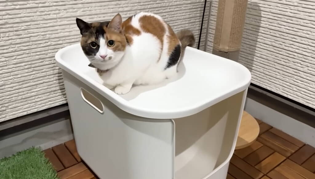 くつろぐベルちゃん、かわいい