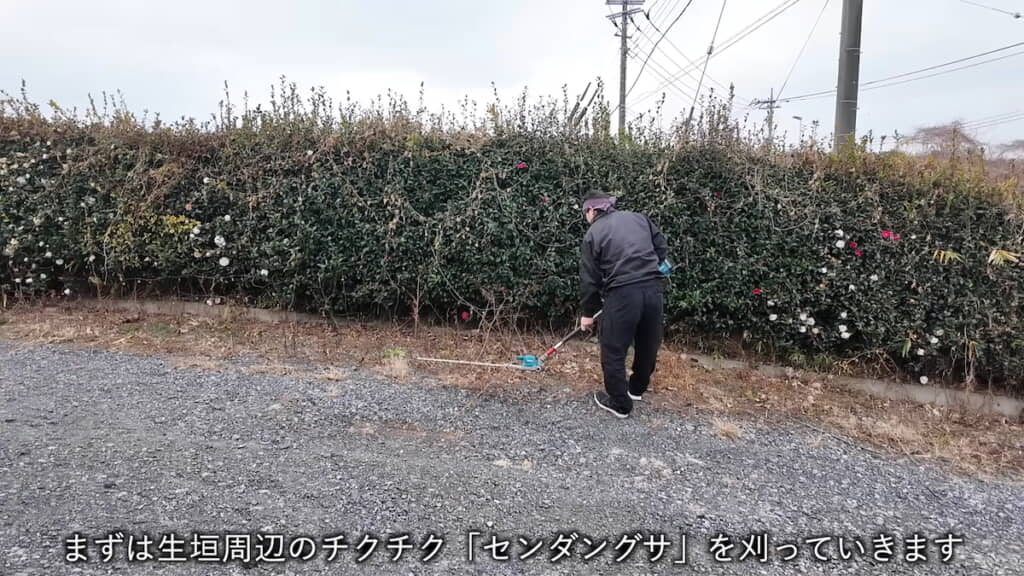 まず周囲のセンダングサを刈る