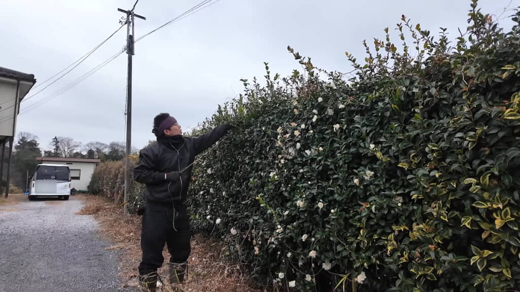 ツルを手作業で取り除く