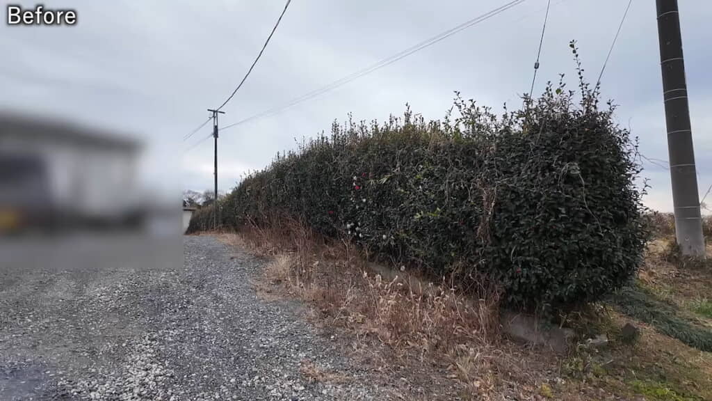 作業前のツバキの生垣