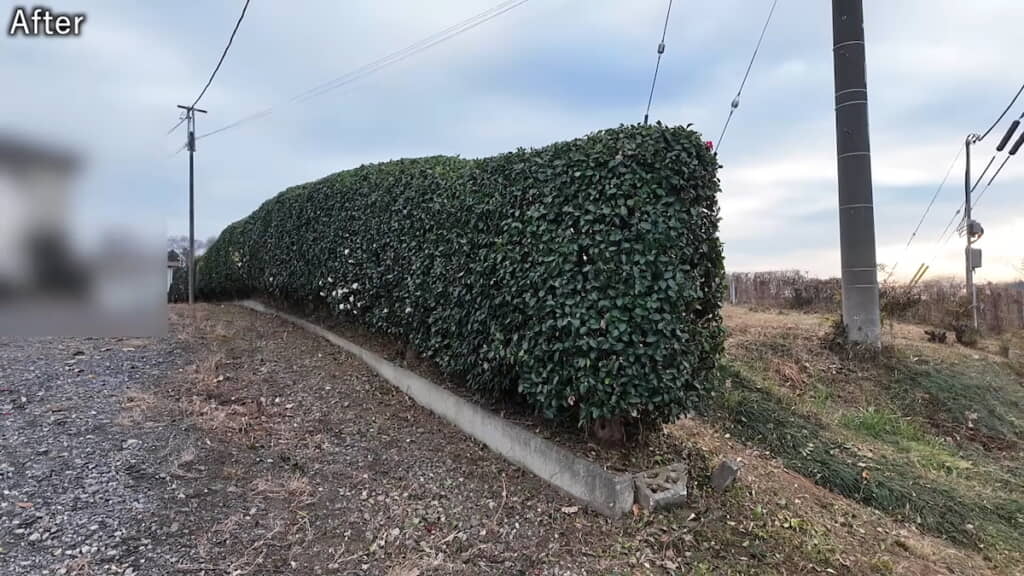 作業後のツバキの生垣