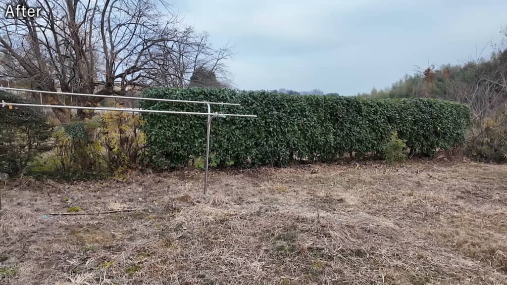 作業後のレッドロビンの生垣