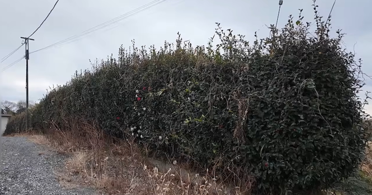 60メートル超えのボーボー生垣→町の便利屋さんに頼んだら……　依頼主「自慢ができるな」驚きの光景に「わぁ綺麗」「出来栄え最高」（1/3） | ライフスタイル ねとらぼ