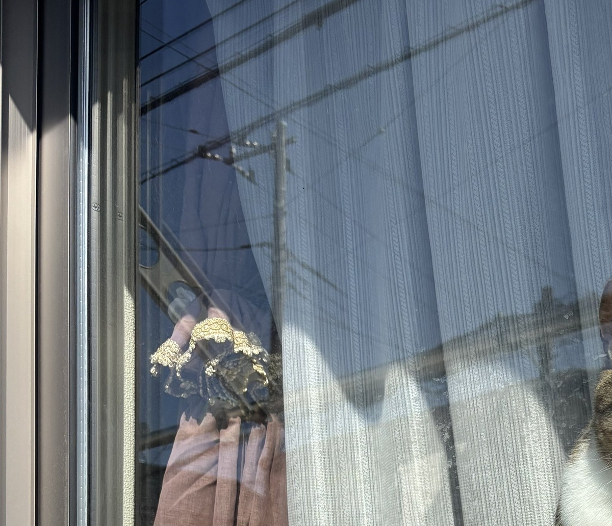 「通行人が手を振ってくれるから1時間この状態」→まさかの理由が「サービスいいなぁ」「絶対手を振っちゃいます!」(1/3) | 猫 ねとらぼ