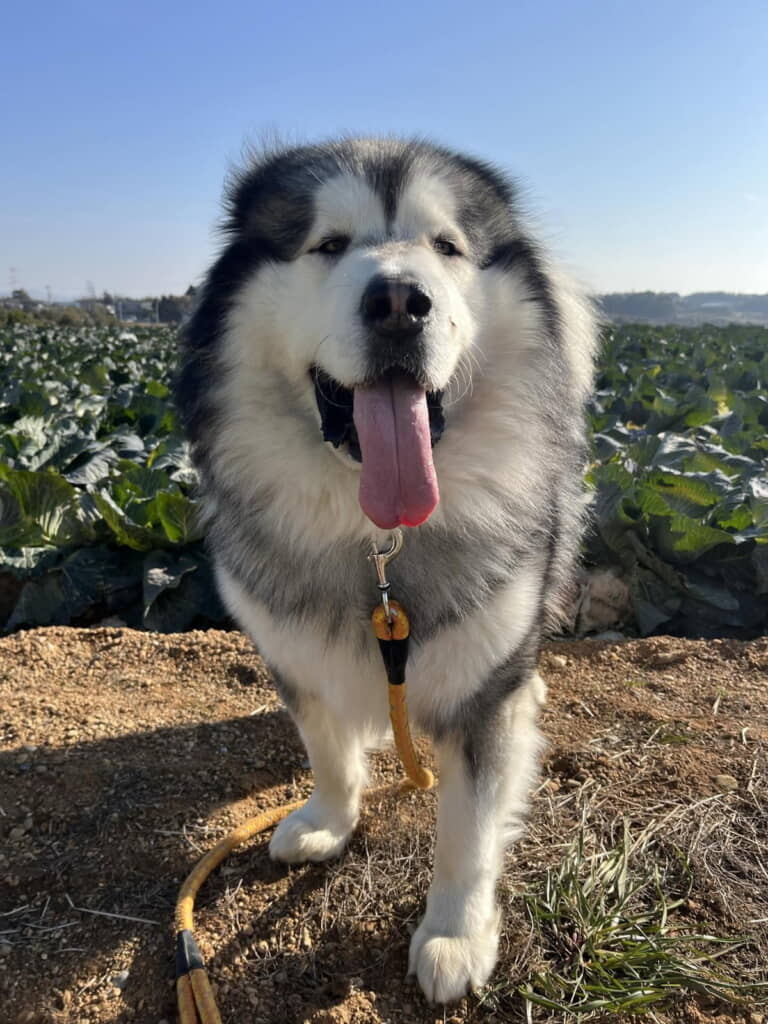 キャベツ農家のワンコ社長