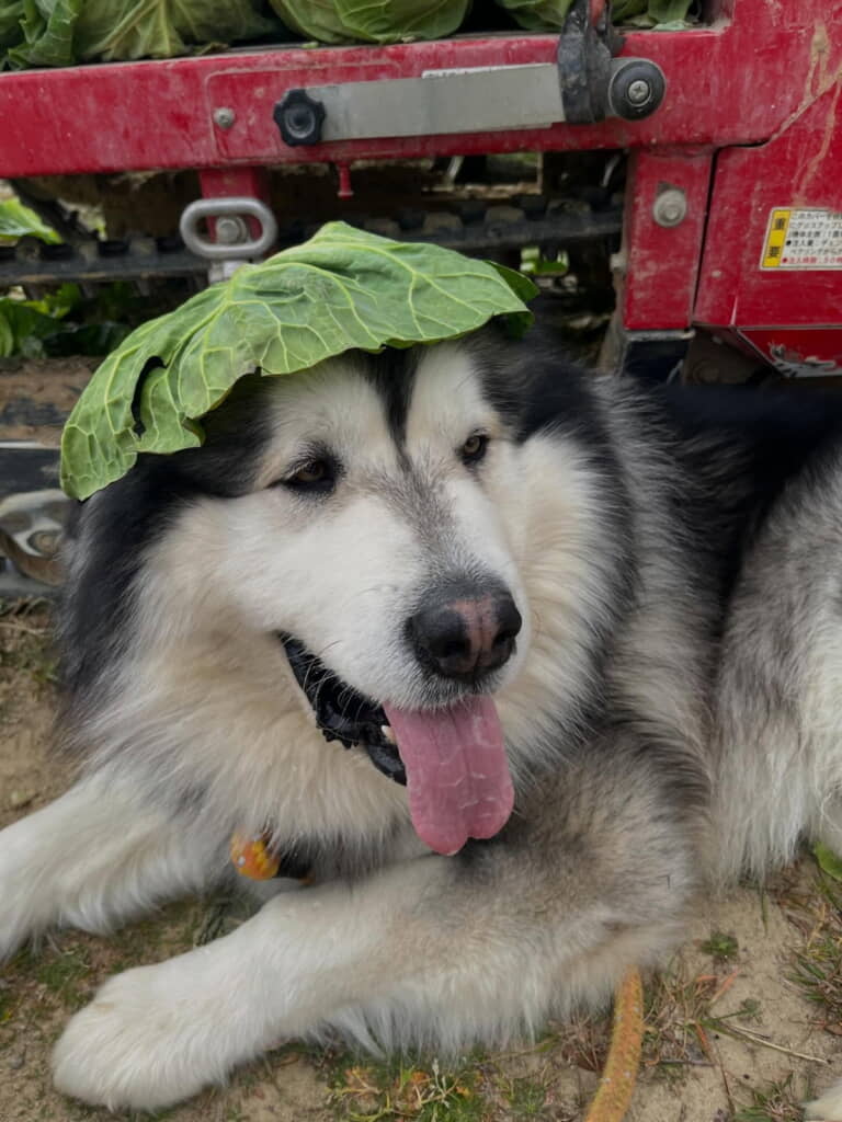 飼い主さんが帽子をくれました