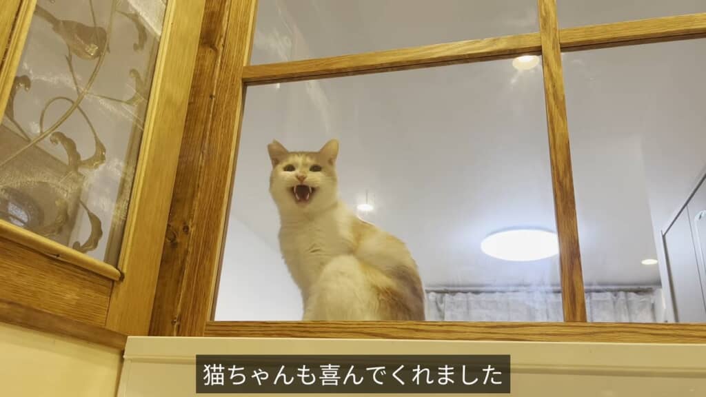 猫用の台に乗ってキッチン内にいる投稿者を見ている猫