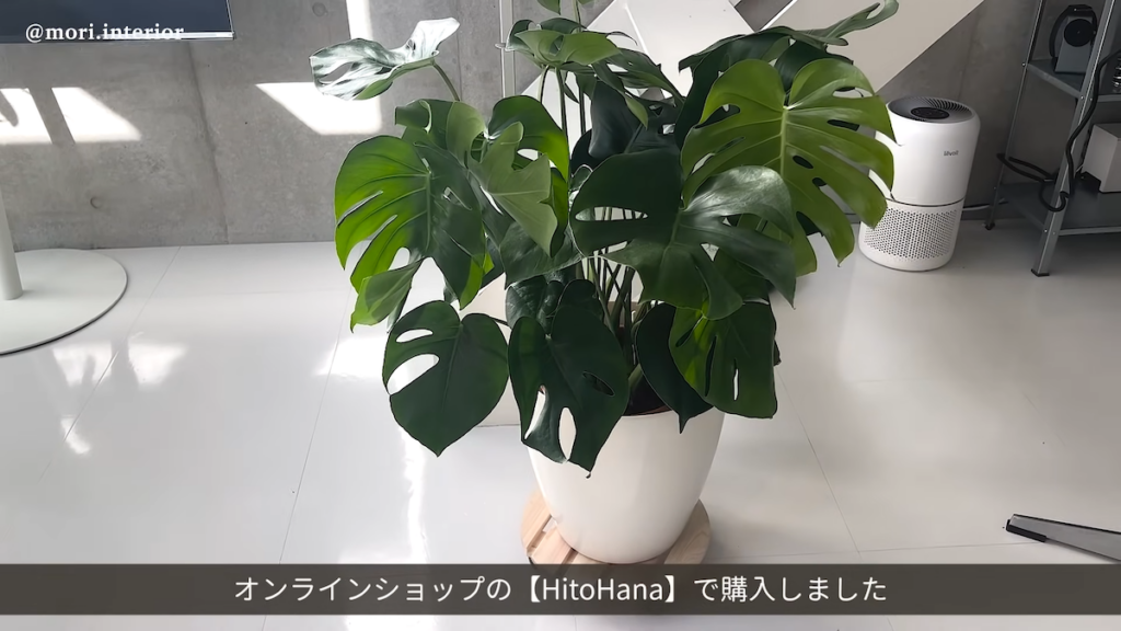 観葉植物で柔らかさをプラス