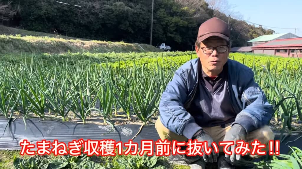 収穫1カ月前の玉ねぎを抜いてみます