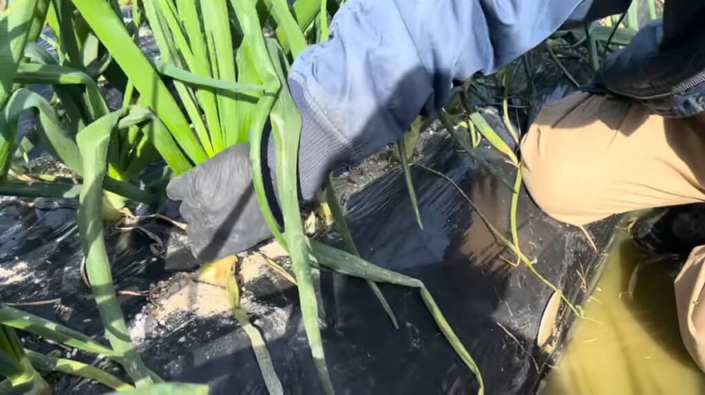 しっかり持って引き抜くと……