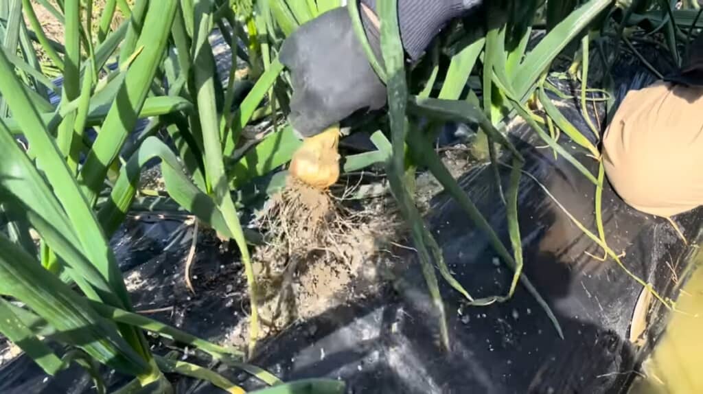 小さな球状の玉ねぎでした