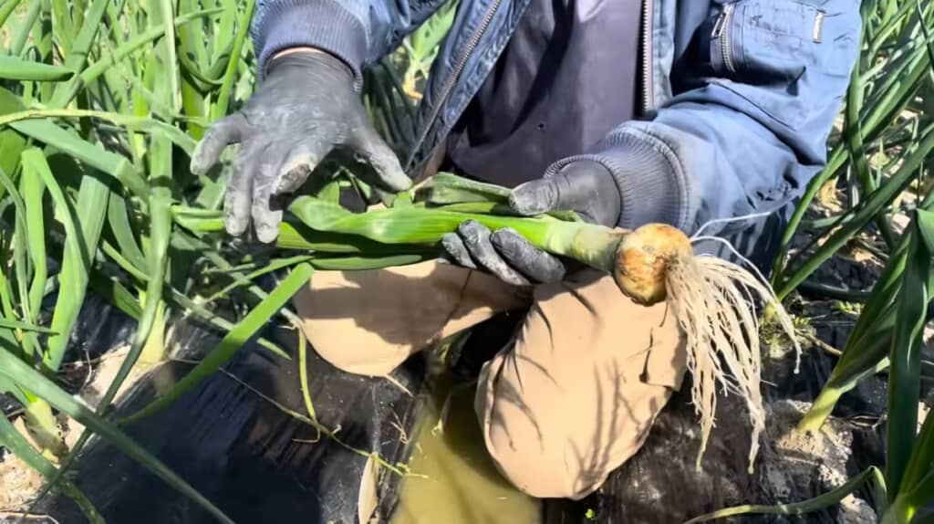 長い根がついています