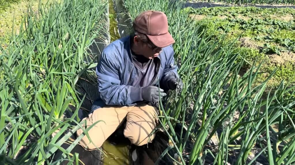 まずは葉と根の状態をチェック