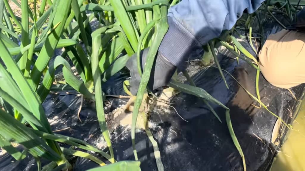 土の中から出てきたのは