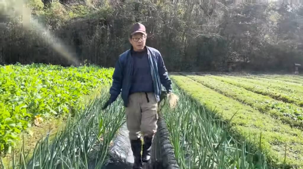 他の玉ねぎの様子も確認します