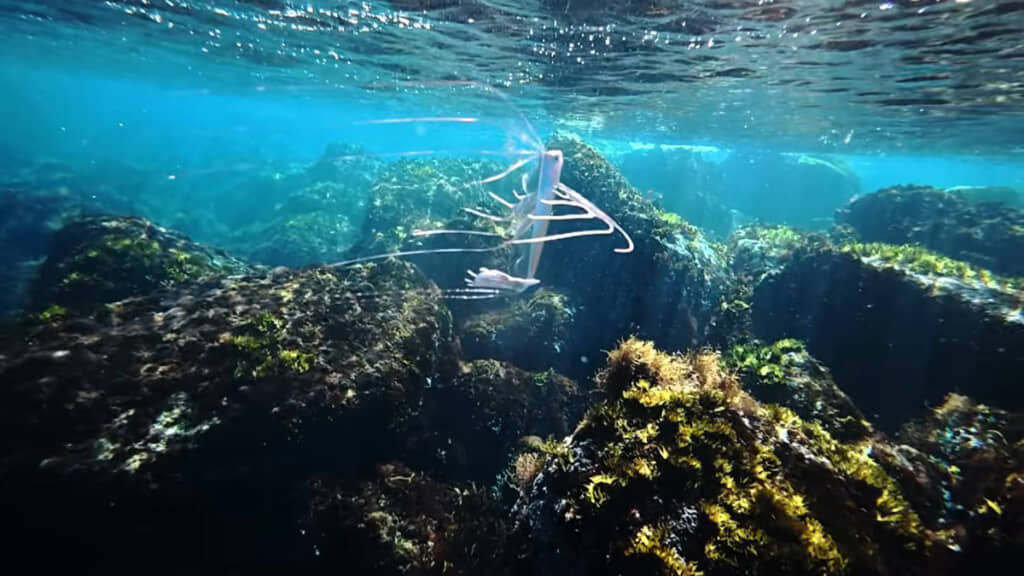 不思議すぎる姿