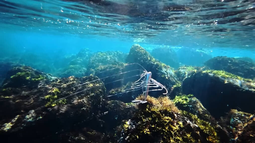 思わずダイビングしたくなる光景